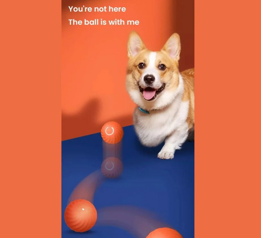 Turbo Electric Ball β Endless Chasing Fun for Your Pet! πΎ